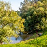 Fák a Hajógyári-szigeten.