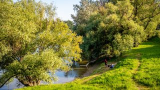 Fák a Hajógyári-szigeten.