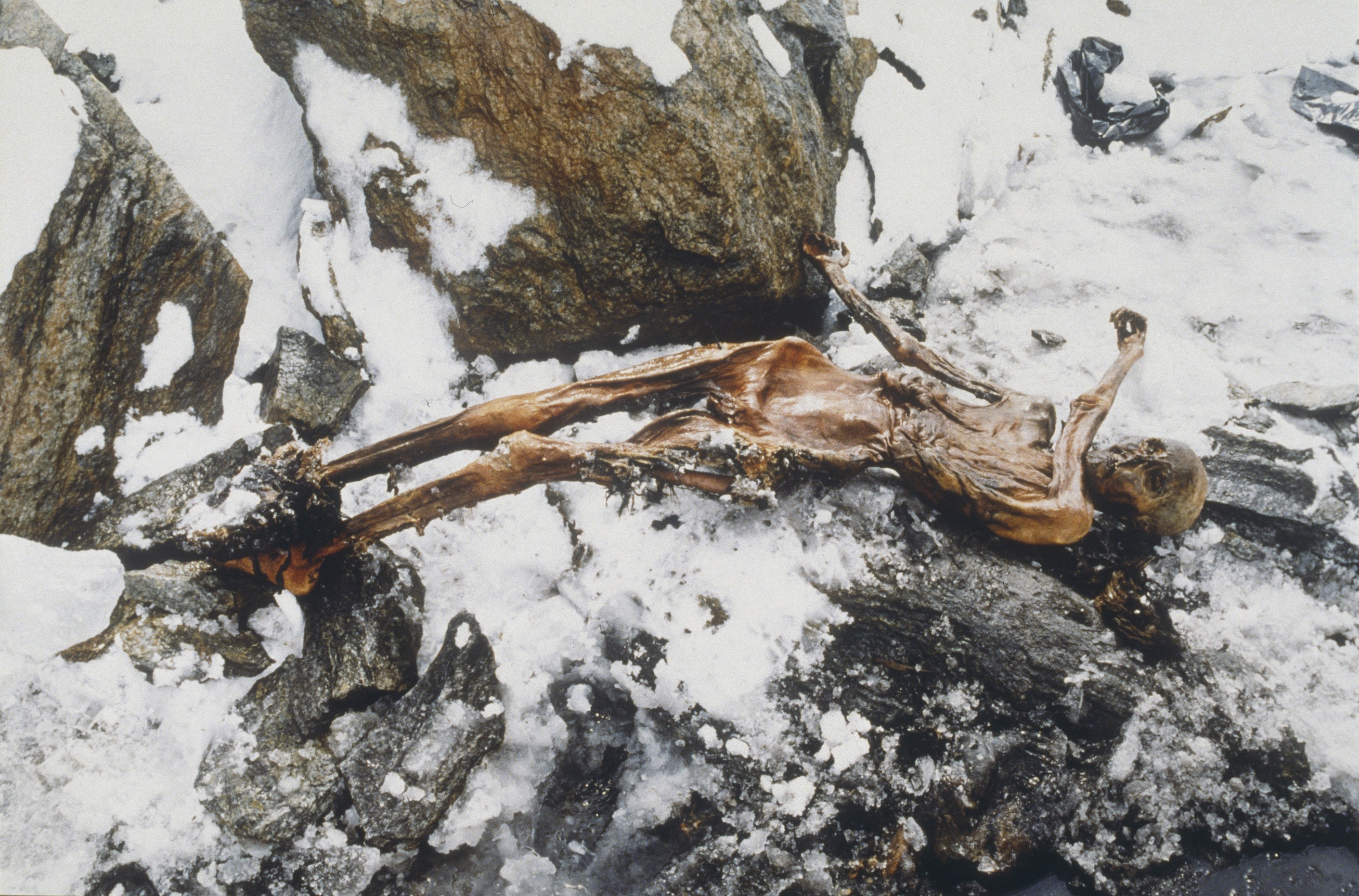 ötzi, jégmúmia, kutatás, gomba, mikrobiális élet
