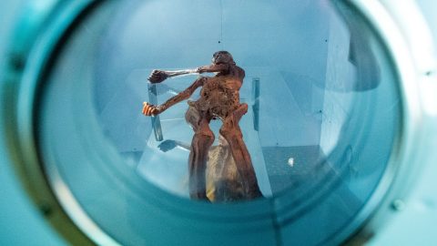 ötzi, jégmúmia, kutatás, gomba, mikrobiális élet