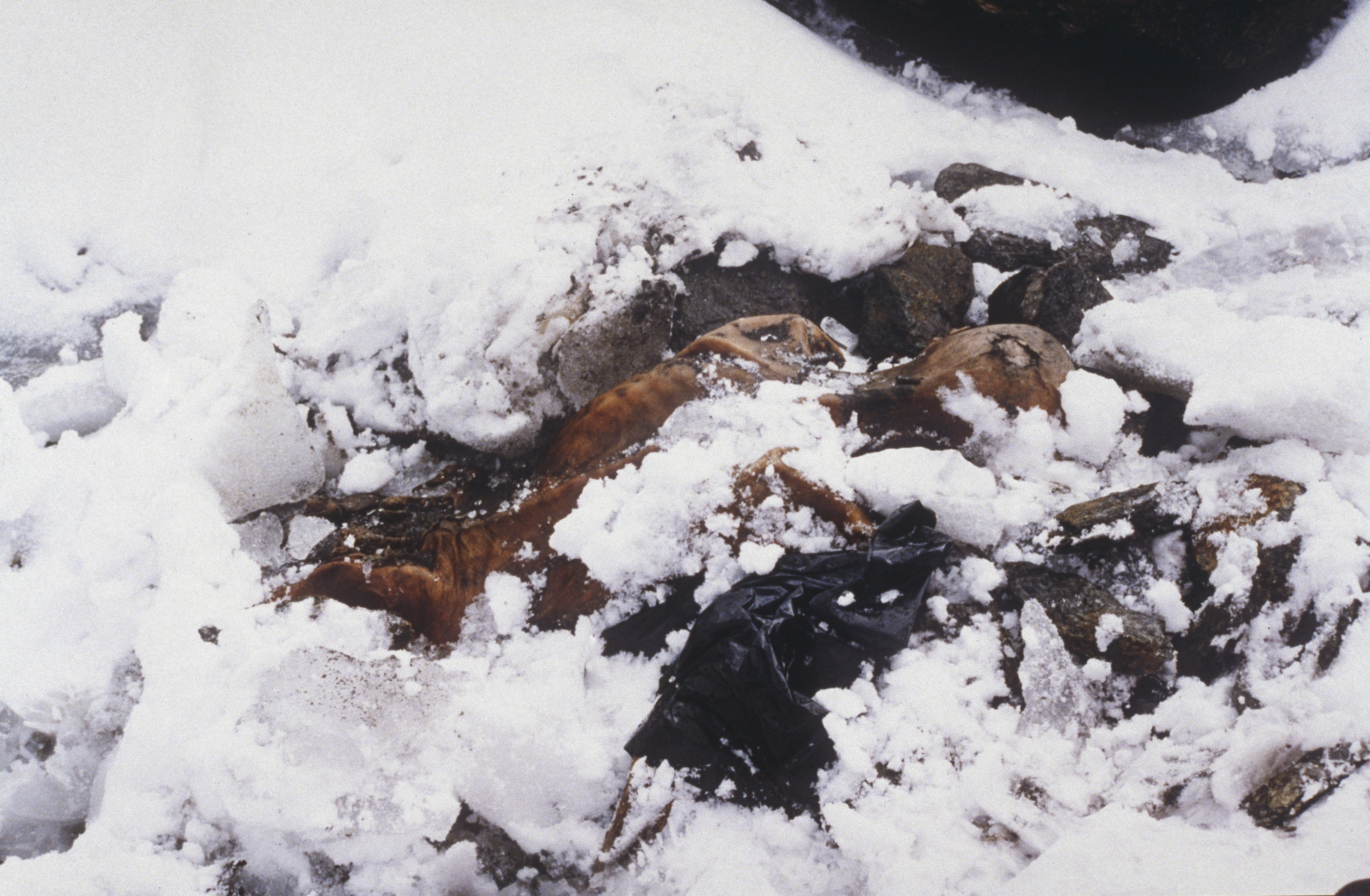 ötzi, jégmúmia, kutatás, gomba, mikrobiális élet