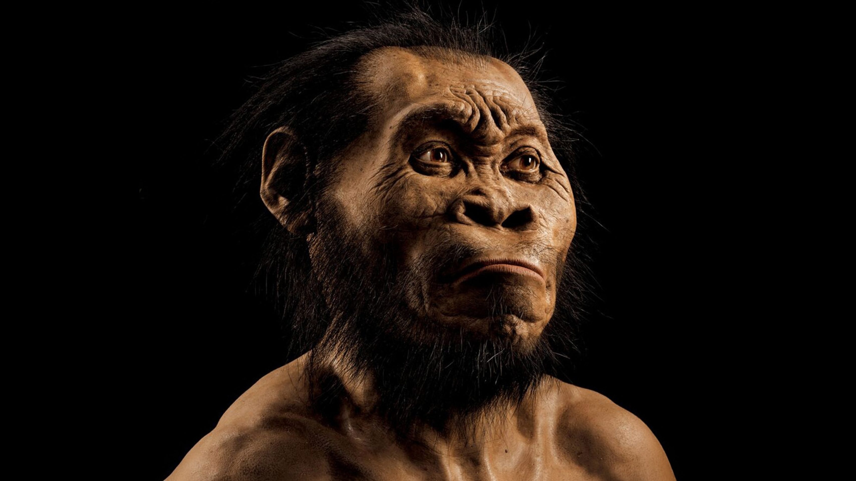 A Homo naledi rekonstrukciója.
