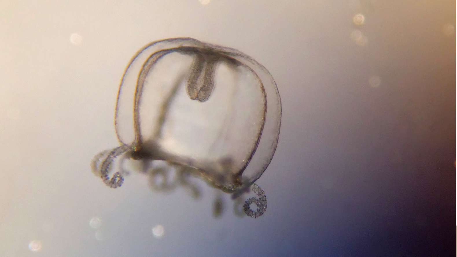 Az édesvízi medúzák csendes inváziója zajlik Magyarországon.