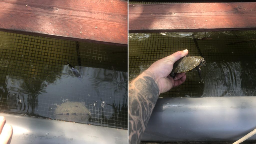 Egy éve ilyenkor: nem várt állatot rejtett a Holt-Tisza élve fogó csapdája