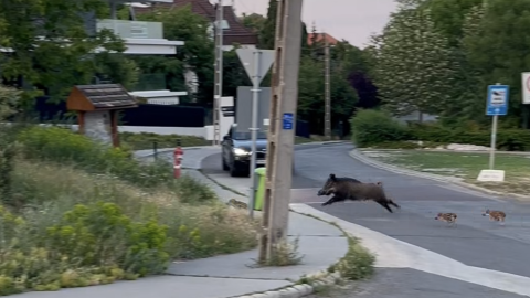 vaddisznó 12. kerület hegyvidék videó