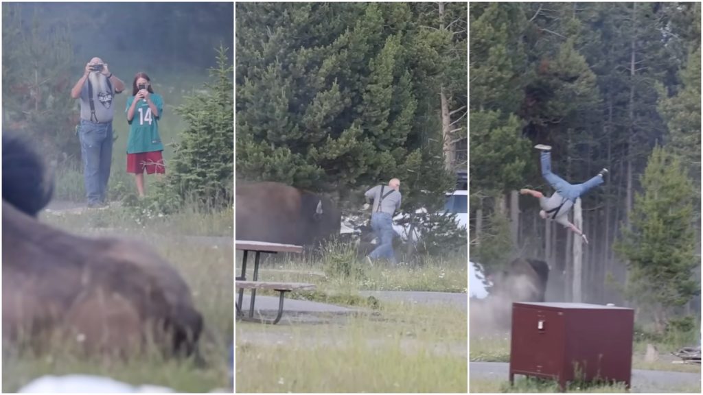 Videón: levegőbe repült egy férfi, miután rátámadt egy bölény Yellowstone-ban