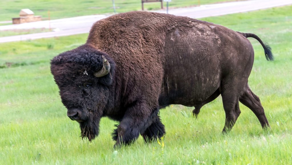 Videón, ahogy egy megvadult bölény felöklel egy turistát a Yellowstone Nemzeti Parkban