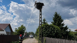 gólya