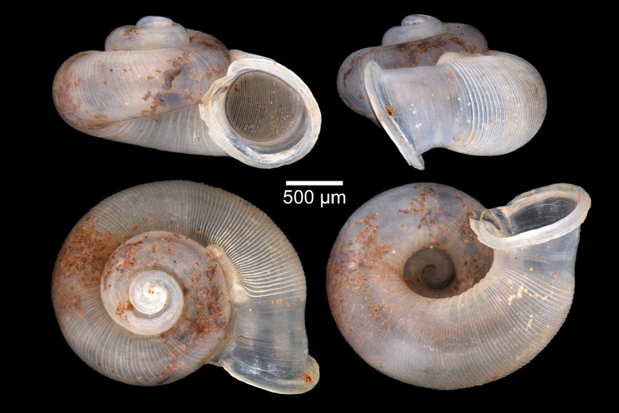 Dicharax pallgergelyi