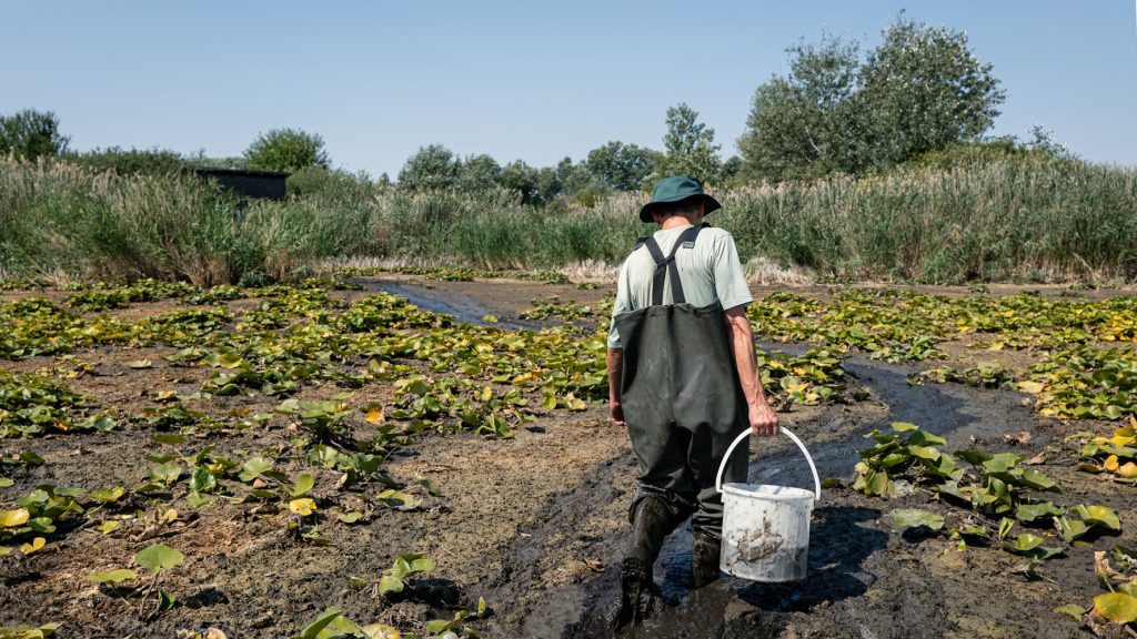 Semmivé lett ezerhektárnyi víz: a kiszáradás szélén álló Kolon-tónál jártunk