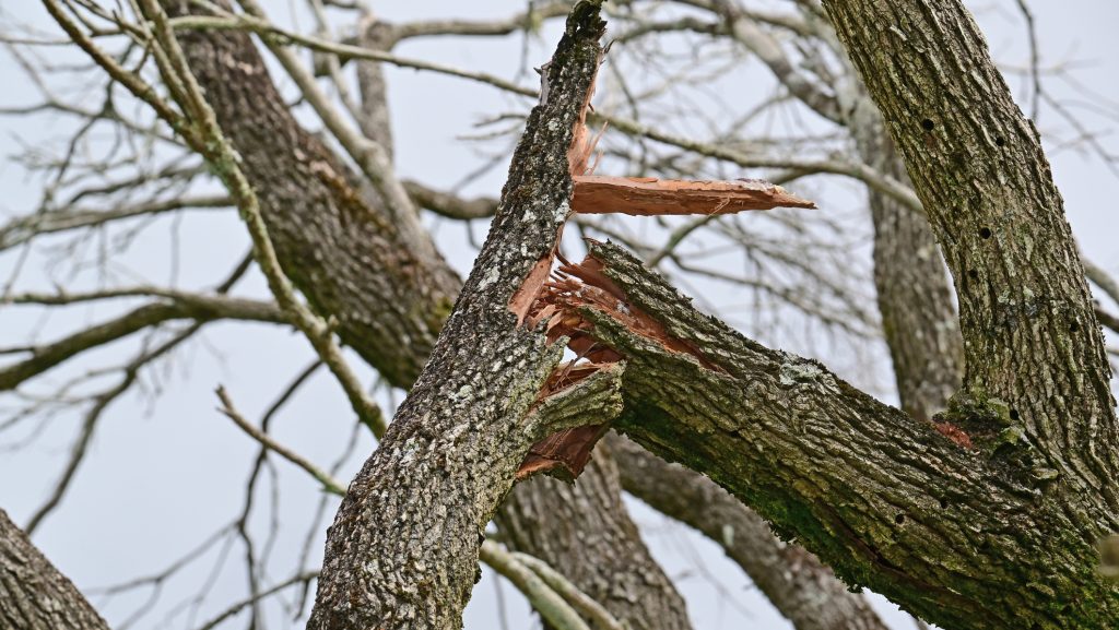 Váratlanul letörhetnek a faágak a hőség és az aszály miatt