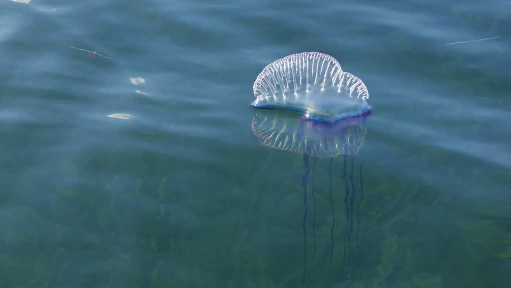 Strandokat kellett lezárni Spanyolországban: veszélyes állatok támadtak a strandolókra