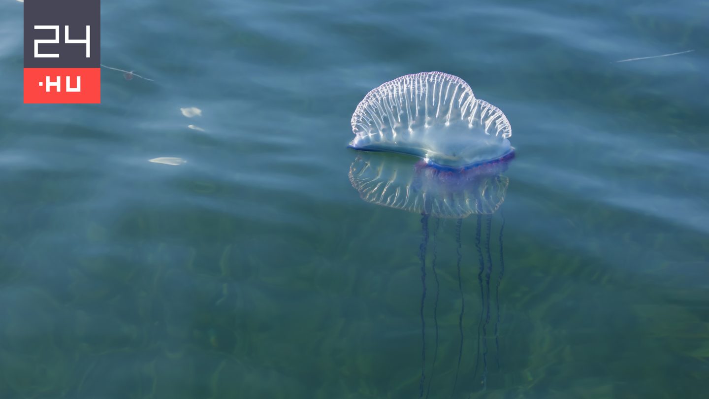 Strandokat kellett lezárni Spanyolországban: veszélyes állatok támadtak a strandolókra