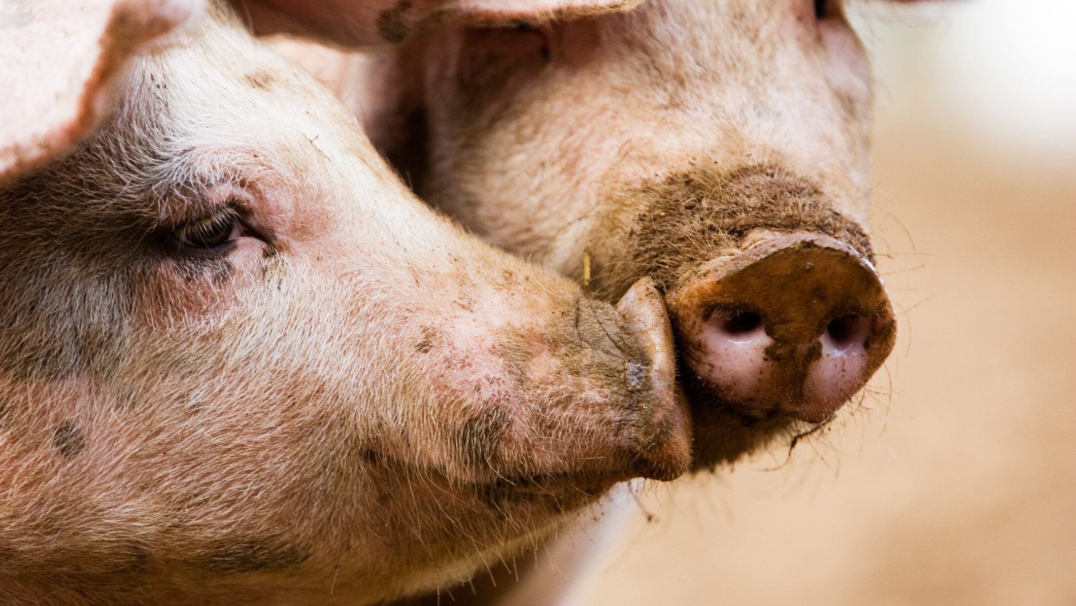 GREAT BRITAIN - SEPTEMBER 12: Gloucester Old Spot pigs, Gloucestershire, United Kingdom.