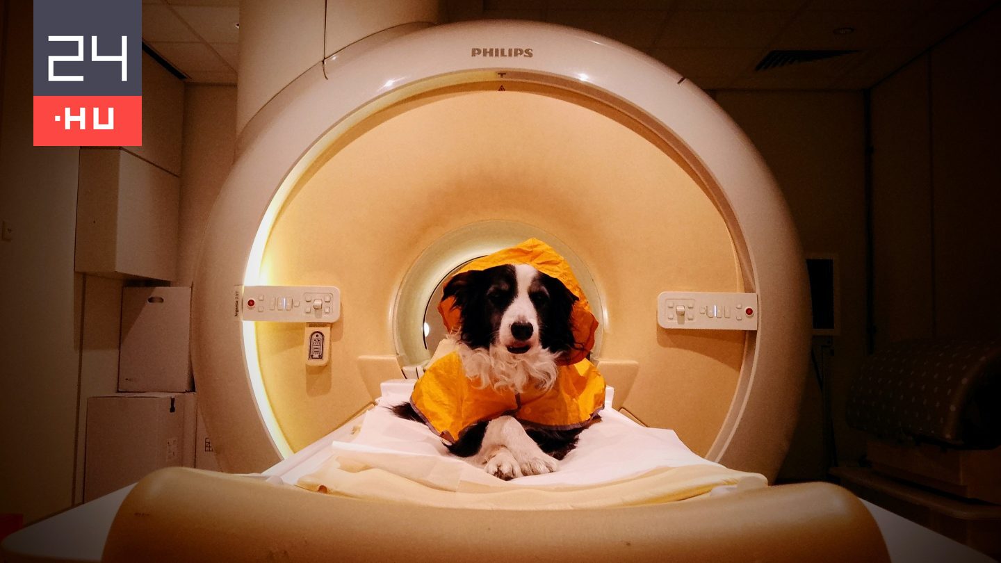 Avusturya'da Viyana'da Yapılan Araştırma: Köpekler İnsan Yüz İfadelerini Ayırt Edebiliyor