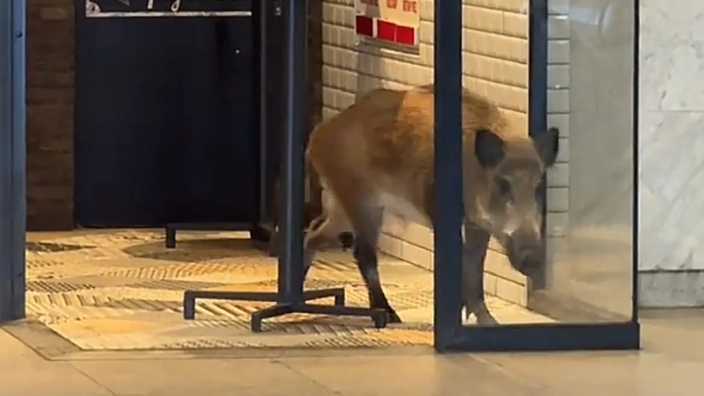 Ezért kellett kilőni a metróba tévedő vaddisznót