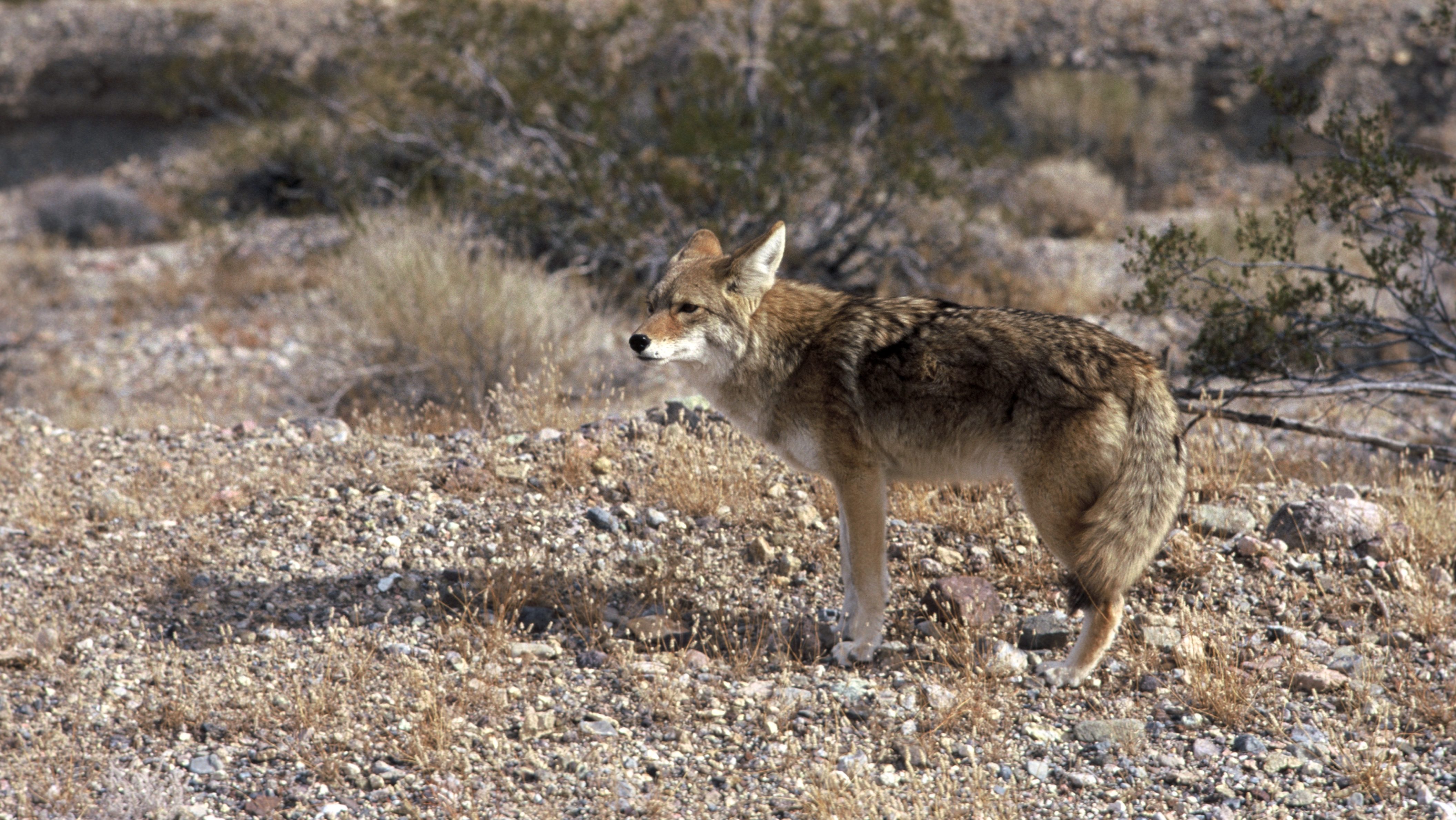 Coyote walking across a rocky desert terrain with sparse shrubs and dry grasses in the background