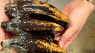 Close-up of dark, glossy, burnt-looking food being held in two hands.