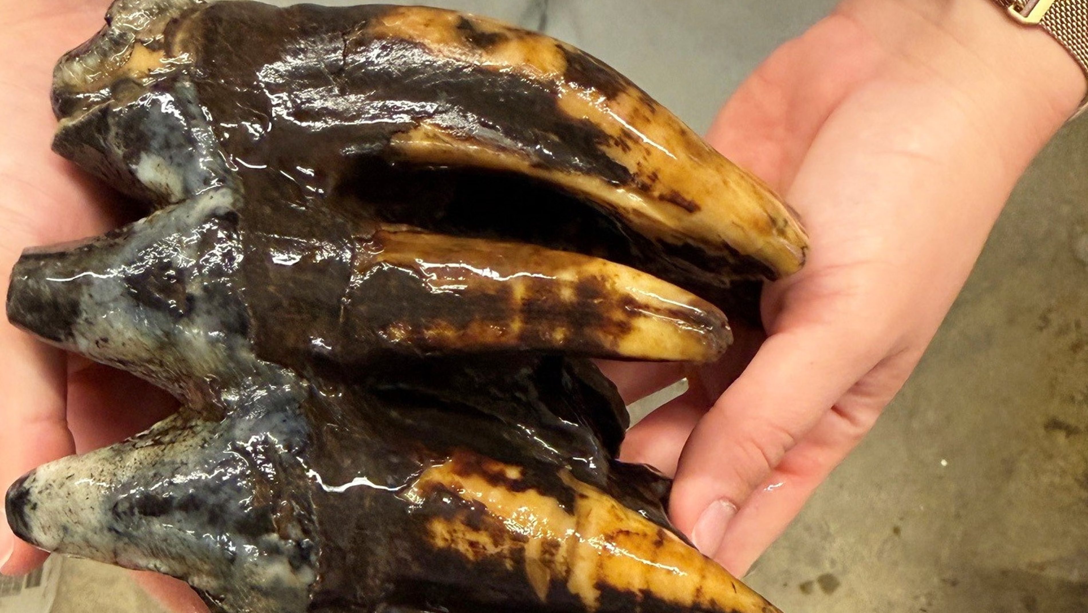 Close-up of dark, glossy, burnt-looking food being held in two hands.