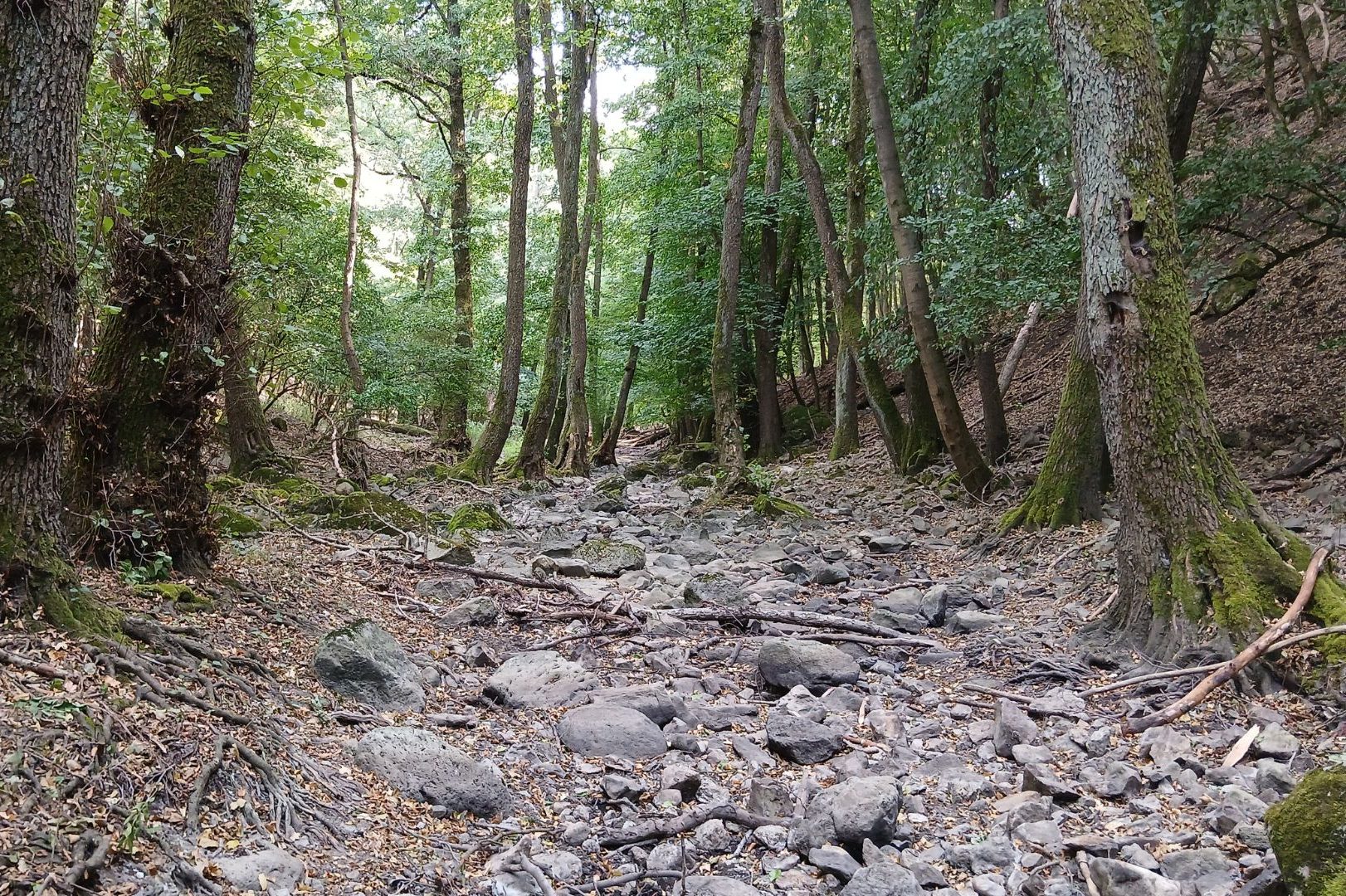 Forest scene with a rocky, dry stream bed and tall, mossy trees; green undergrowth all around.