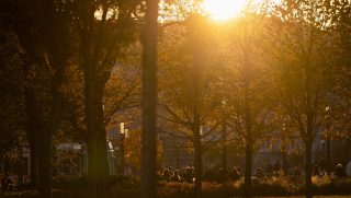 Golden sunset filters through trees in a park; silhouettes of people along the lawn.
