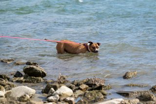 Brown dog swimming in shallow coastal water with a pink leash trailing behind, near a rocky shoreline.