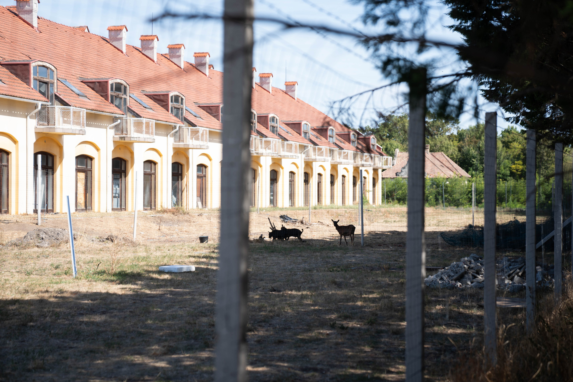 Row of yellow residential buildings with red-tiled roofs seen behind a chain-link fence; a few animals (pigs) graze in the dusty yard foreground.