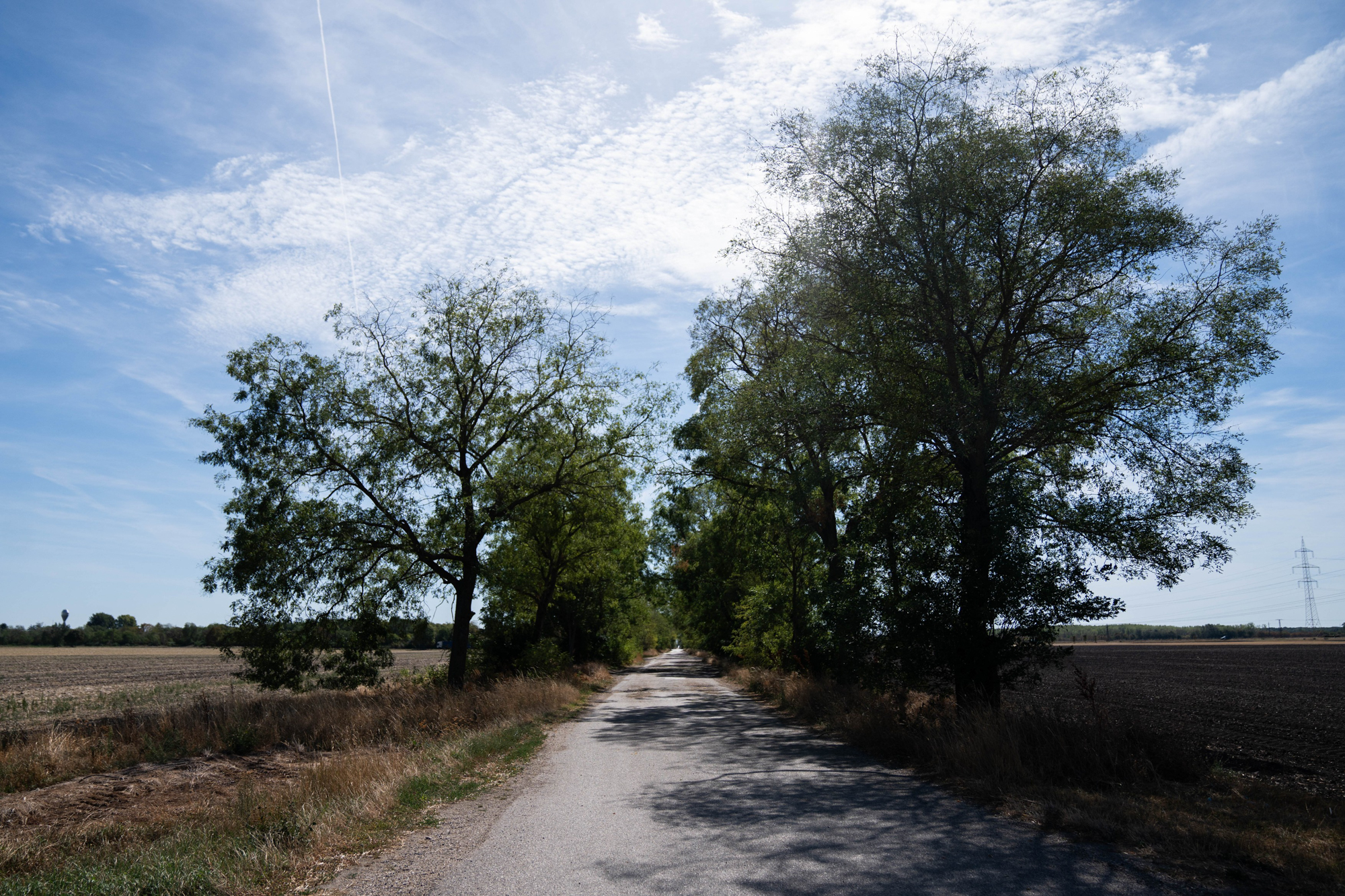 Gravel road curves under a canopy of tall trees against a bright blue sky with wispy clouds.