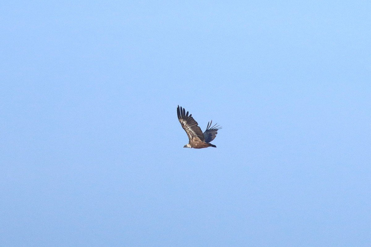 Igazi madárritkaság bukkant fel az Alföldön 1 A single bird of prey with wings spread, flying against a clear blue sky.