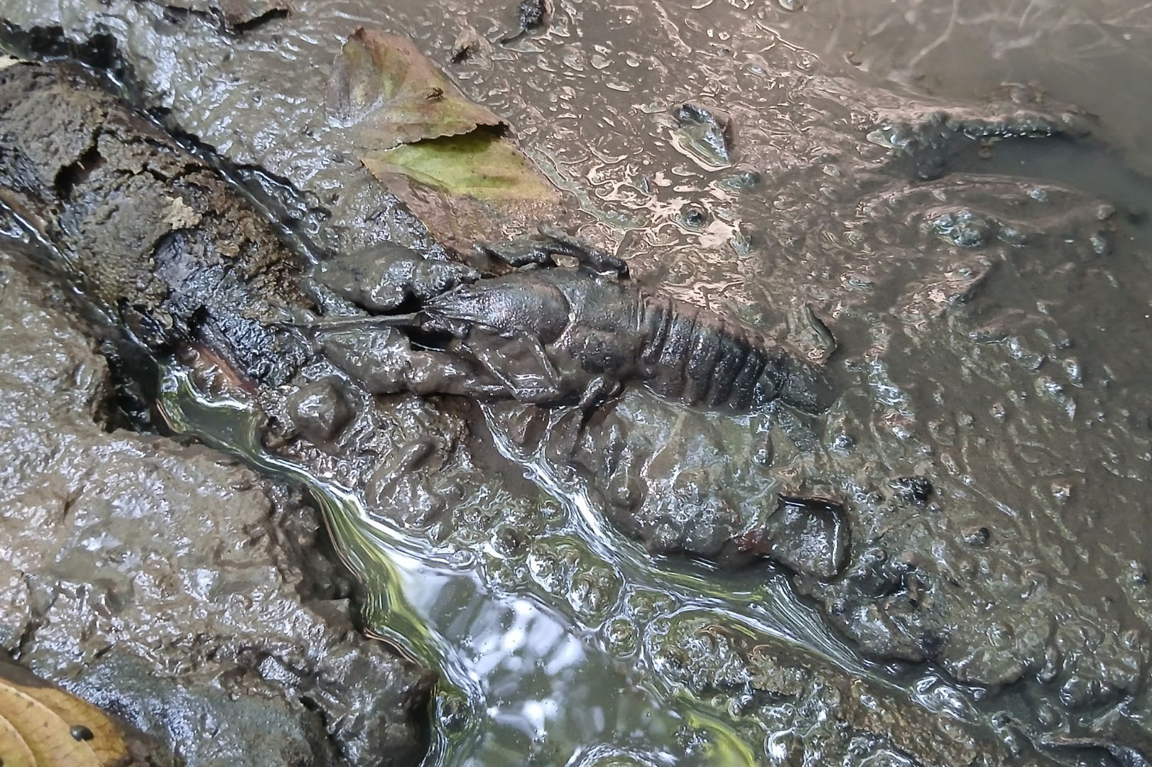 Mud-caked fossil of a segmented arthropod-like creature lying in wet sediment with leaves nearby