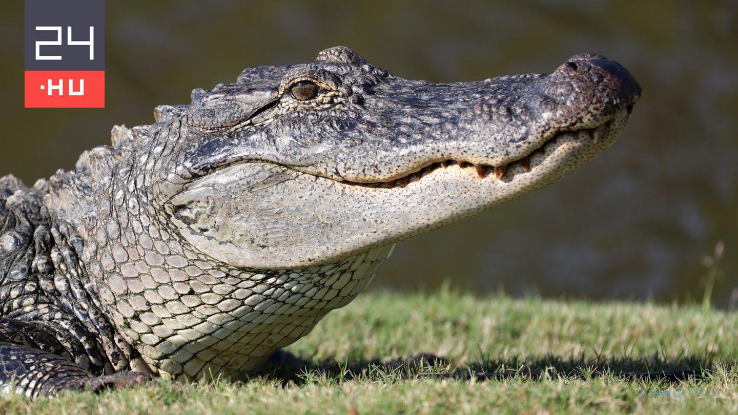 Lottón választanak ki 5000 aligátorvadászt Louisianában