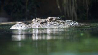 Saltwater crocodile in water, surface level view