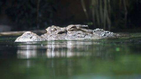 Saltwater crocodile in water, surface level view