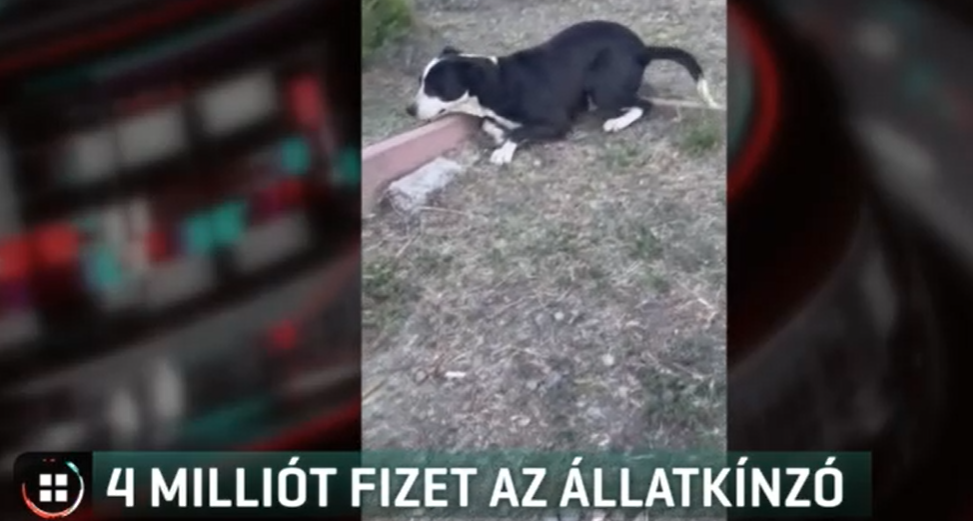 Négymilliós büntetést szabtak ki egy nógrádi férfira, aki hevederrel verte a kutyáját