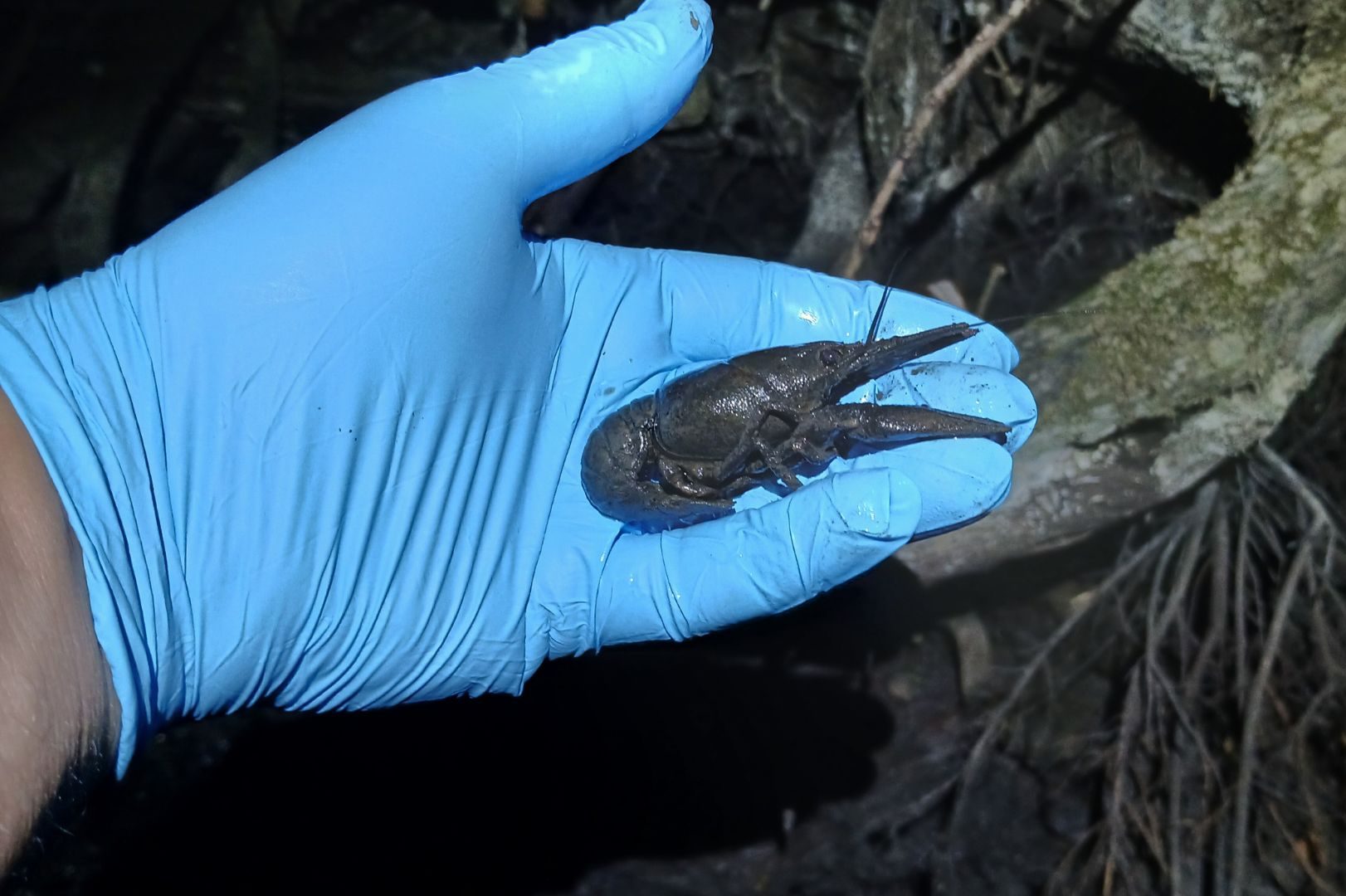 Gloved hand holding a dark salamander near a rocky cave wall in damp conditions.