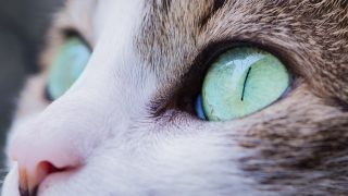 Close-up of a cat's green eye with detailed iris and surrounding fur.