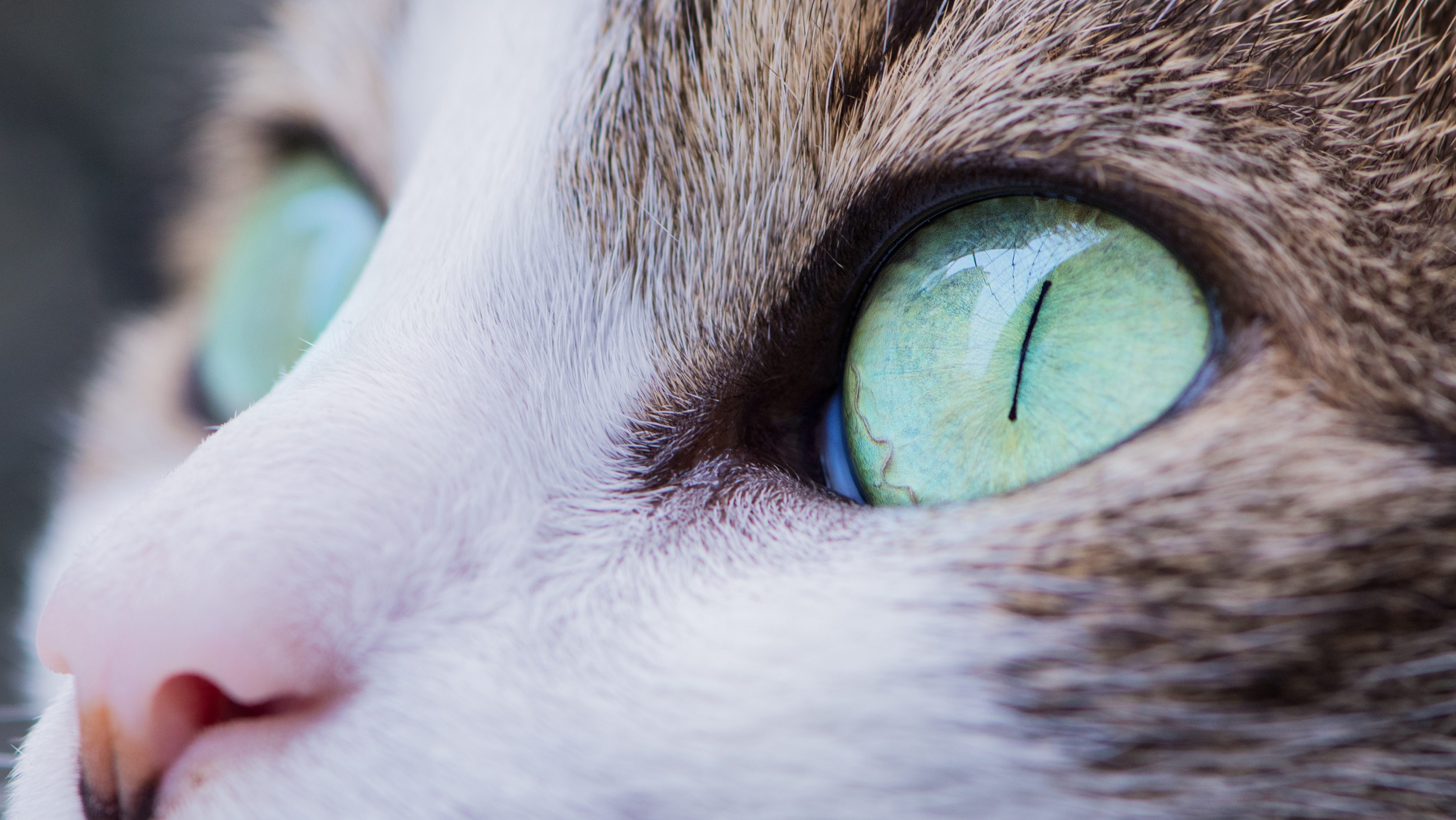 Close-up of a cat's green eye with detailed iris and surrounding fur.