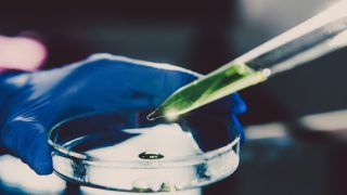 Pipette adding a solution during an experiment in the laboratory.