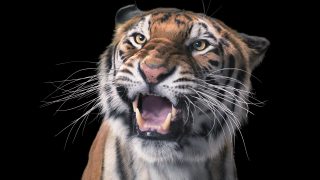 Dühös tigris