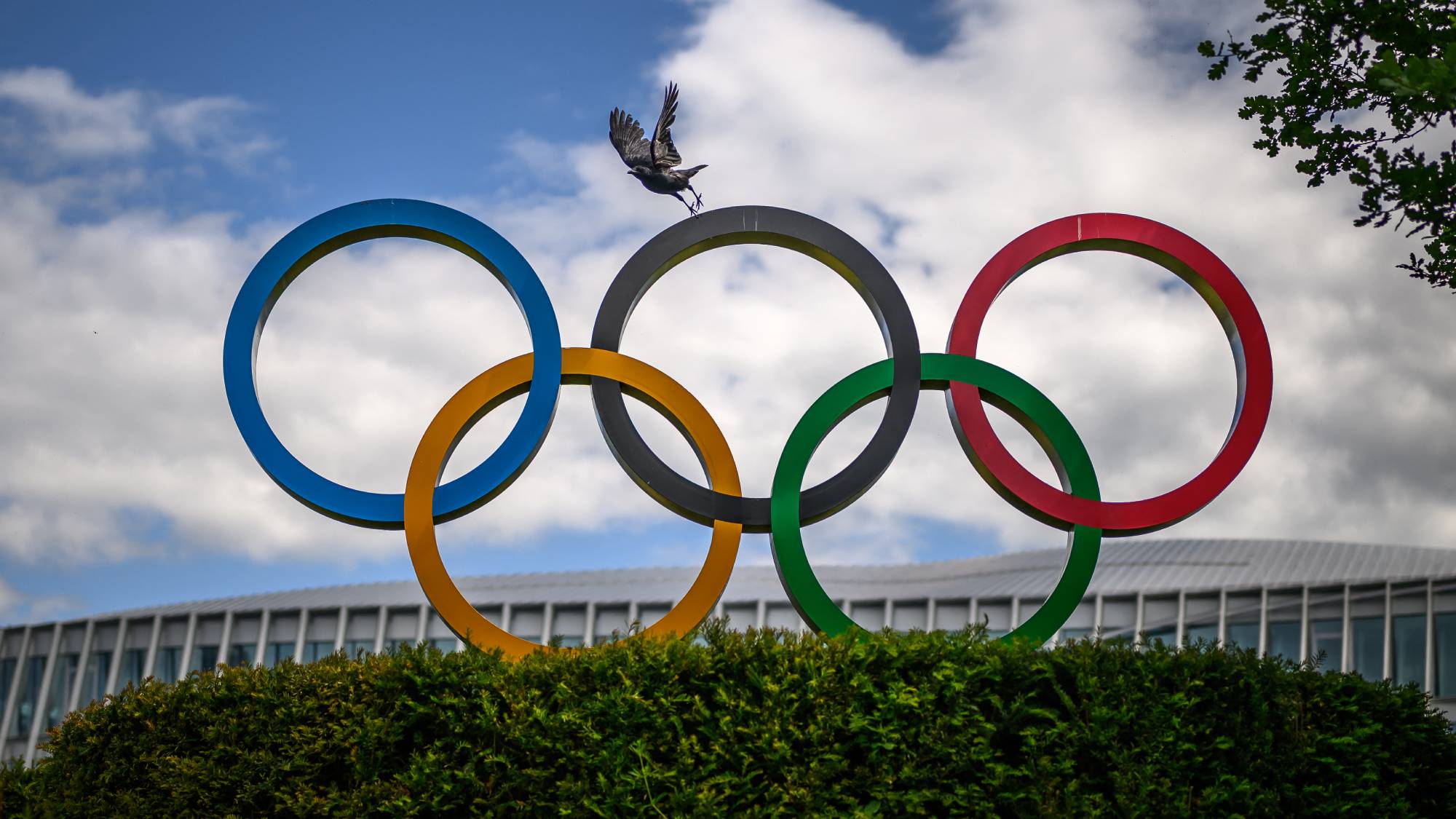 A crow flies above the Olympics Rings displayed at the headquarters of the International Olympic Committee (IOC) in Lausanne on May 13, 2026.