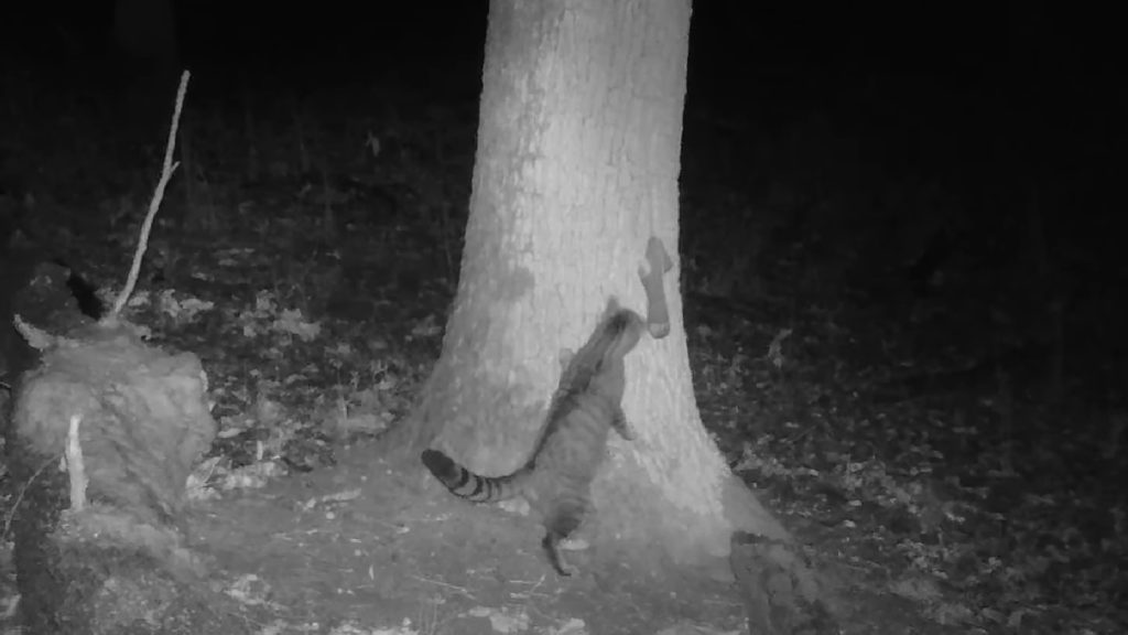 Videóra vették a Gerecse ritka ragadozóját