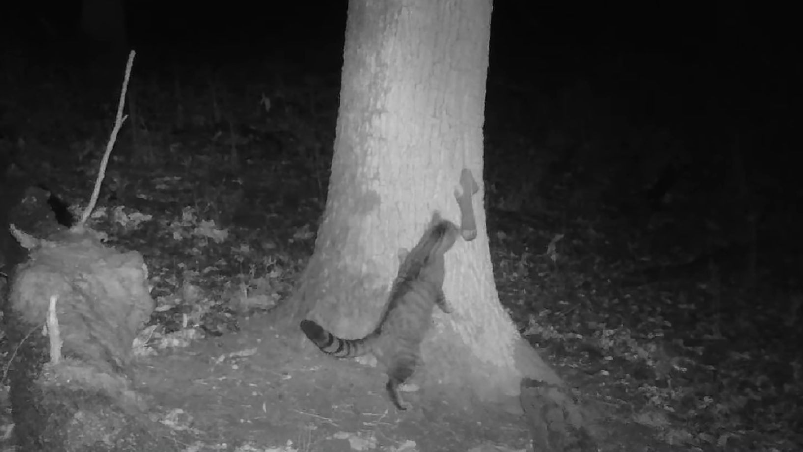 Vadmacska a nemzeti park vadkamerájának felvételén.