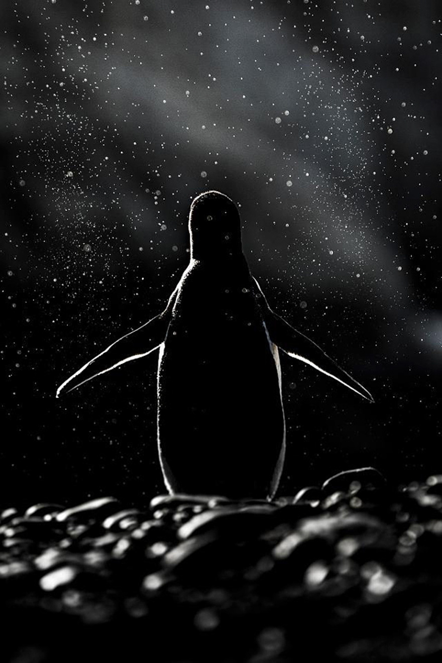 penguin-awareness-day-photography-81