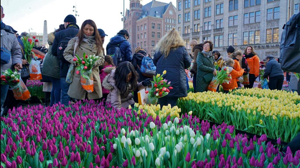 Заказать тюльпаны спб. Фестиваль тюльпанов в Амстердаме. Тюльпаны в Питере. Фестиваль тюльпанов на красной площади. Раздача тюльпанов в Амстердаме.