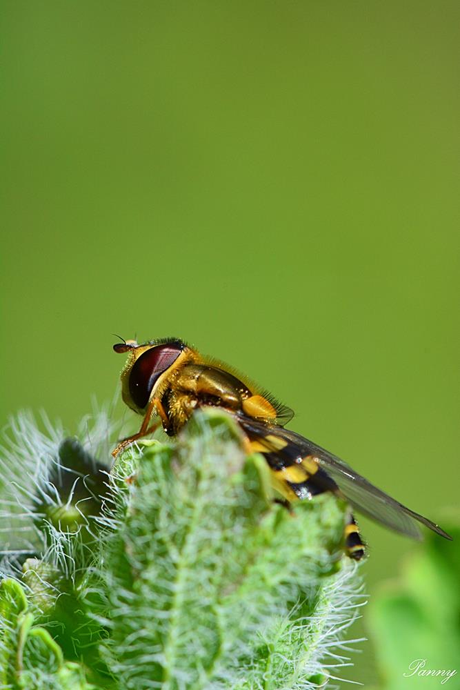 Kertünk hasznos apróságai, avagy csodás rovarok nagyító alatt ...