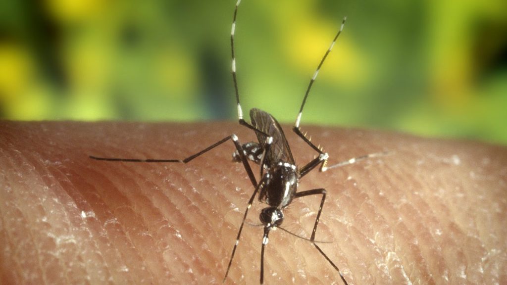 öregedésgátló házi gyógymód szúnyog ellen hidro arc anti aging rendszer fórum