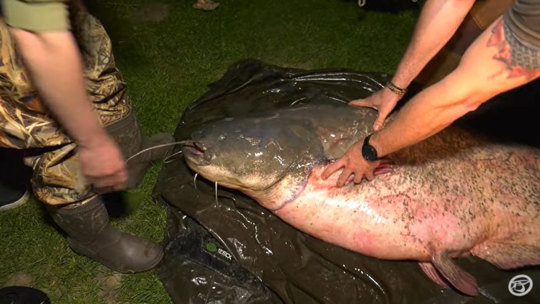 Rekordméretű halszörnyet fogtak a Tiszában
