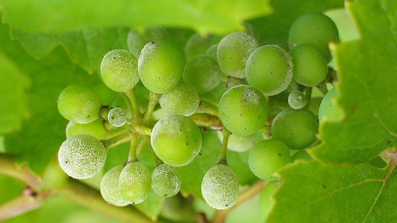 szőlő lisztharmat elleni szerek 2022