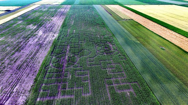 Indulhat a bolyongás: megnyitott a kukorica útvesztő Kiszombor határában |  Sokszínű vidék