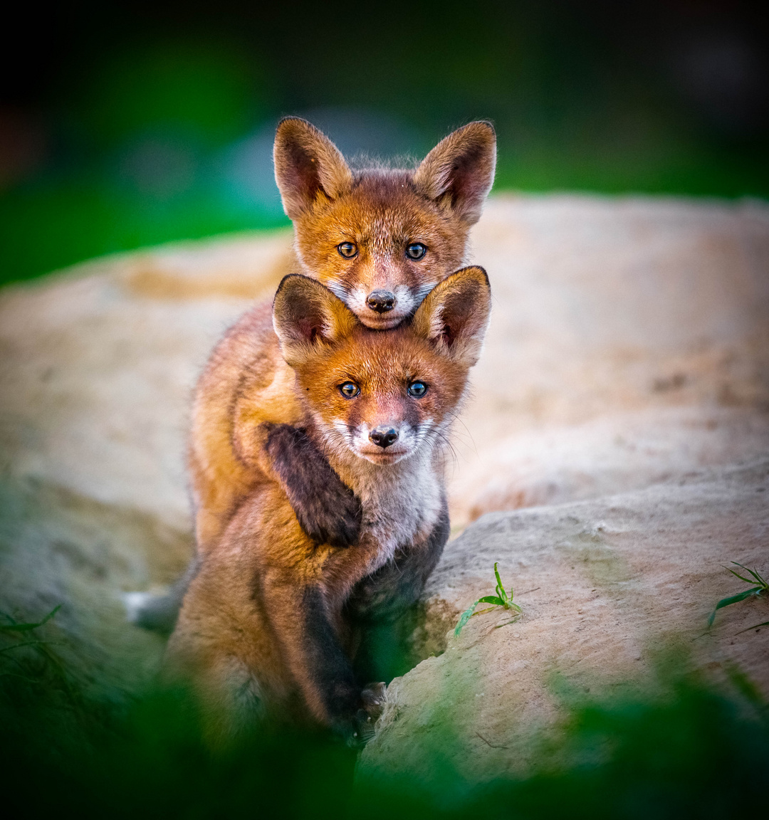 Farkasszemet néztek a fotóssal az ölelkező rókakölykök | Sokszínű vidék